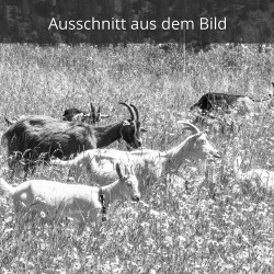 Ziegen auf der Blumenwiese