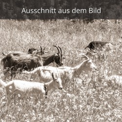 Ziegen Goaß Alm