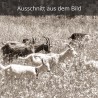 Ziegen Goaß Alm
