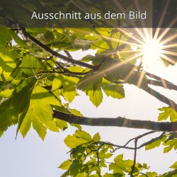 Sonne strahlt durchs Laub