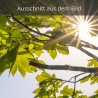 Sonne strahlt durchs Laub