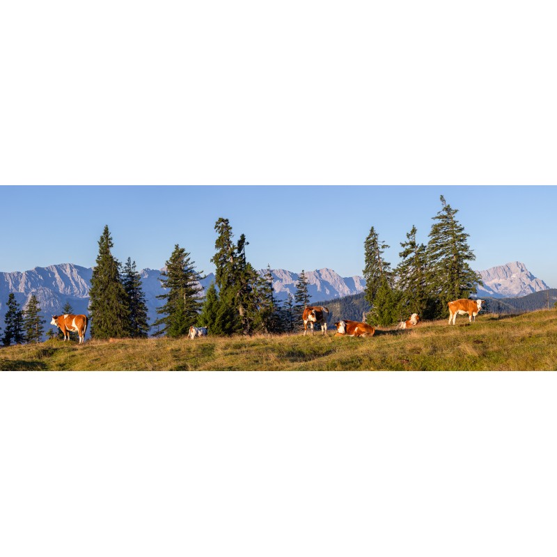 Almwiese mit Zugspitze