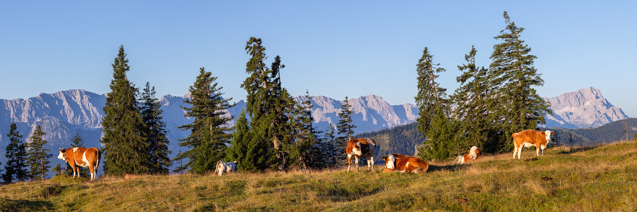 Almwiese mit Zugspitze. Sonnenaufgang mit Blick auf das Wettersteingebirge mit Zugspitze. Die Kälber starten in den neuen Tag.