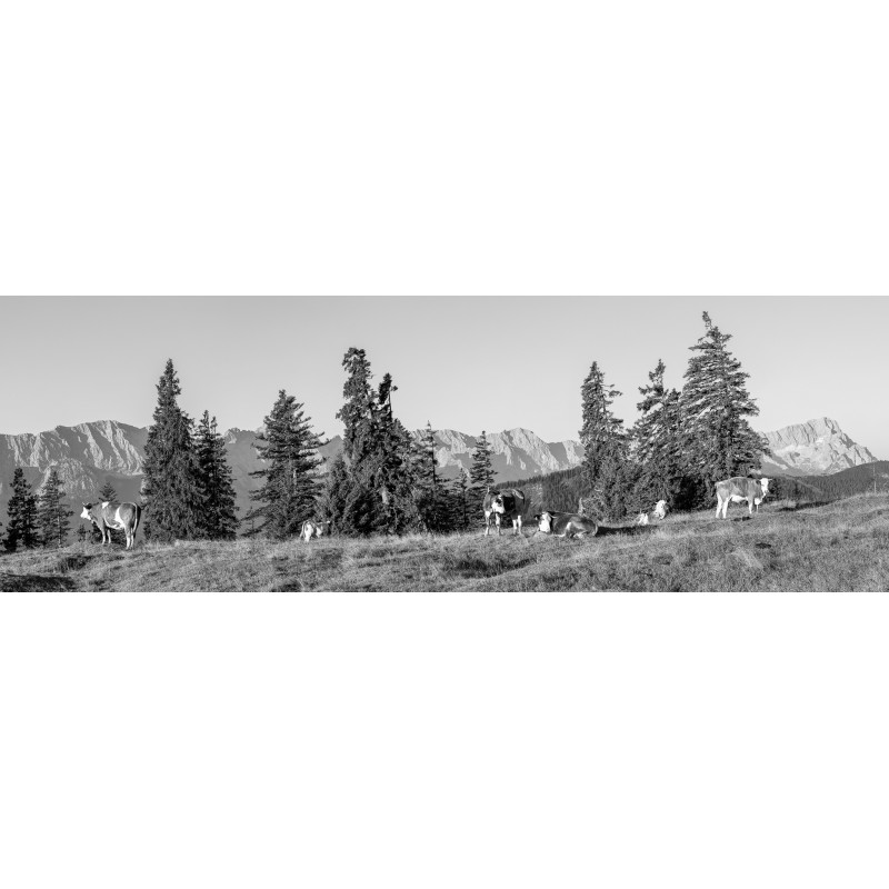 Almwiese mit Zugspitze schwarz-weiß