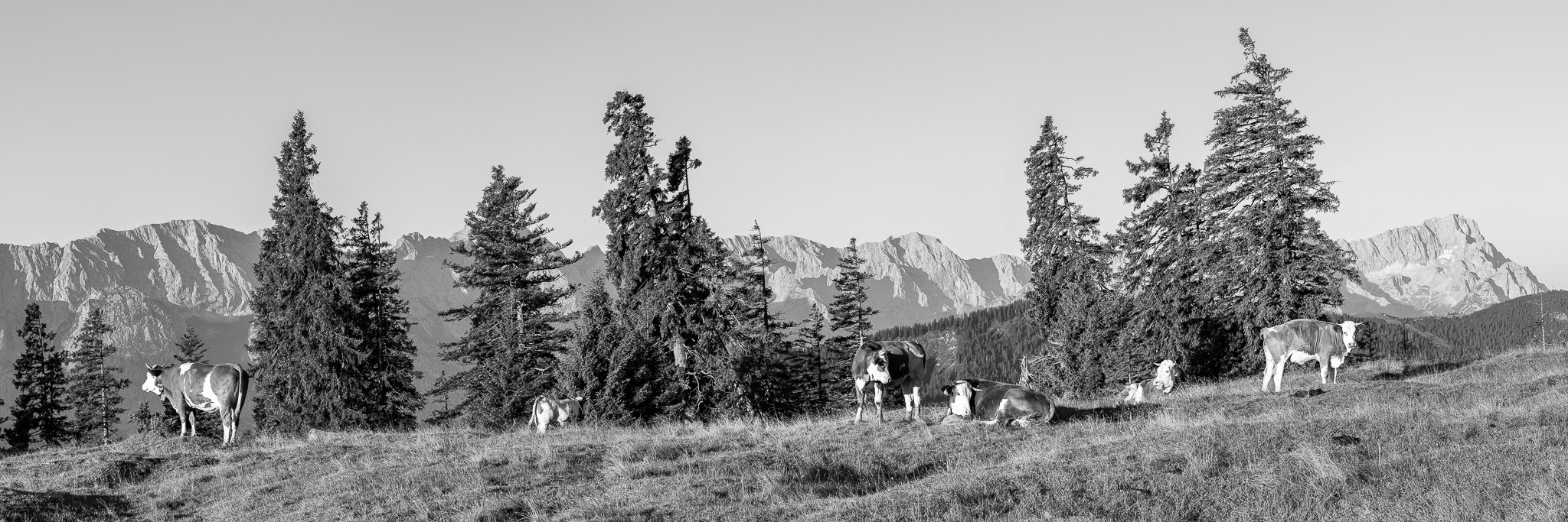 Almwiese mit Zugspitze. Sonnenaufgang mit Blick auf das Wettersteingebirge mit Zugspitze. Die Kälber starten in den neuen Tag. sw
