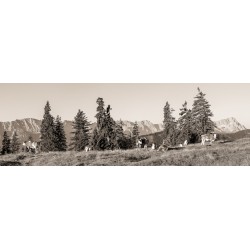 Almwiese mit Zugspitze sepia Kälber