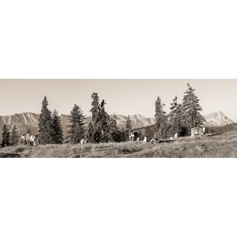 Almwiese mit Zugspitze sepia Kälber