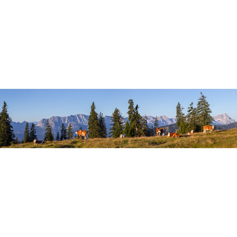 Almwiese mit Zugspitze 4:1