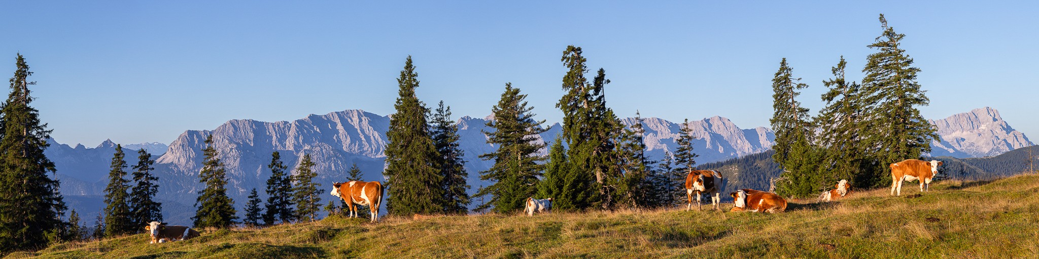 Almwiese mit Zugspitze 4:1. Die Kälber auf der Krüner Alm starten in den Tag mit Blick auf das Wettersteingebirge mit Zugspitze.