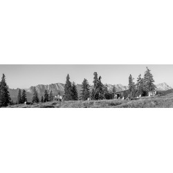 Almwiese mit Zugspitze 4:1 schwarz-weiß mit Kälber