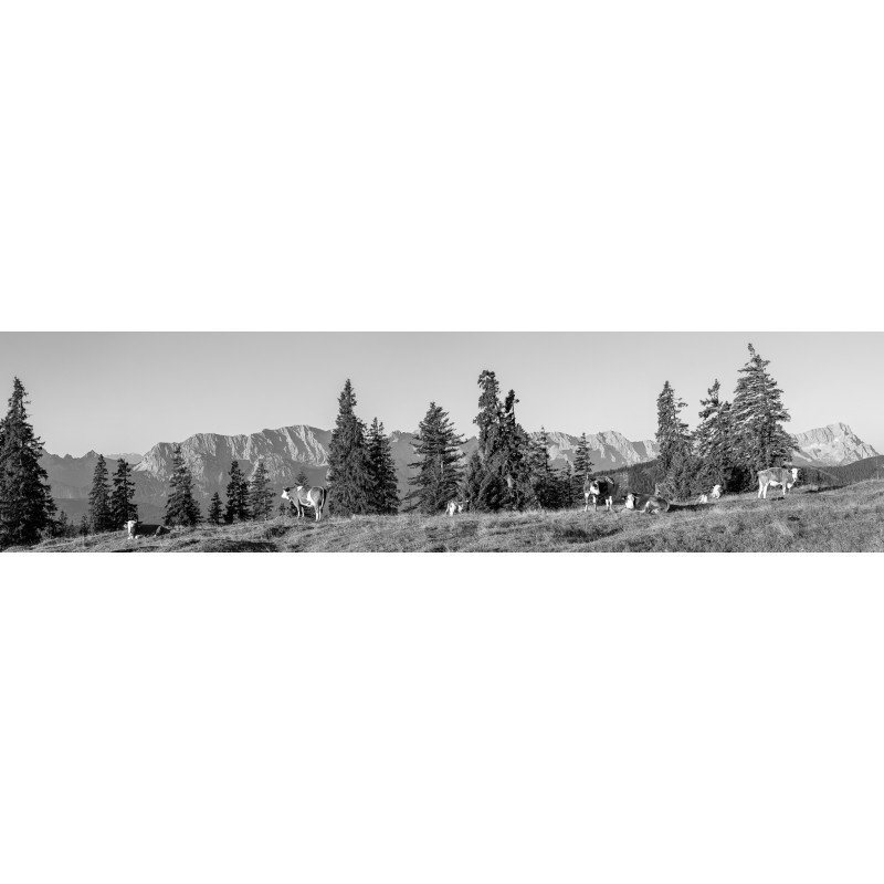 Almwiese mit Zugspitze 4:1 schwarz-weiß