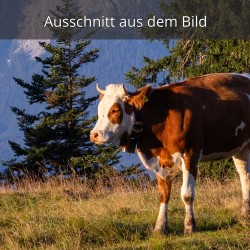 Kalb auf der Alm
