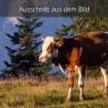 Kalb auf der Alm