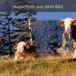 Kühe auf der Alm