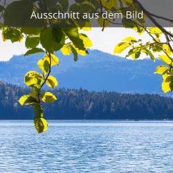 Buche am Walchensee