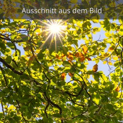 Sonnenstern zwischen Buchenblättern