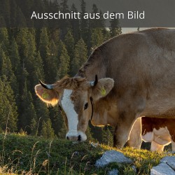 Kalb auf der Alm grasend bei Sonnenaufgang