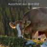 Kalb auf der Alm grasend bei Sonnenaufgang