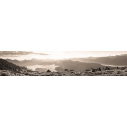 Walchenseeblick - Kälber mit Bergsilhouetten-Panorama sepia