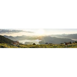 Sonnenaufgang Walchensee - Kälber mit Bergsilhouetten