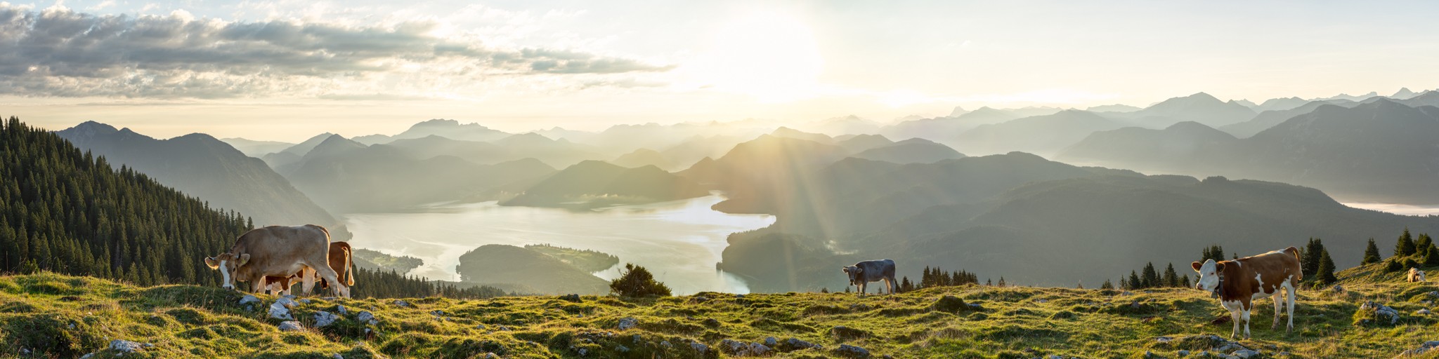 Sonnenaufgang Walchensee - Kälber mit Bergsilhouetten. Erstes Sonnenlicht am Simetsberg - Morgenidylle mit Blick auf den Walchensee, Herzogstand, Jochberg, Benediktenwand, ...