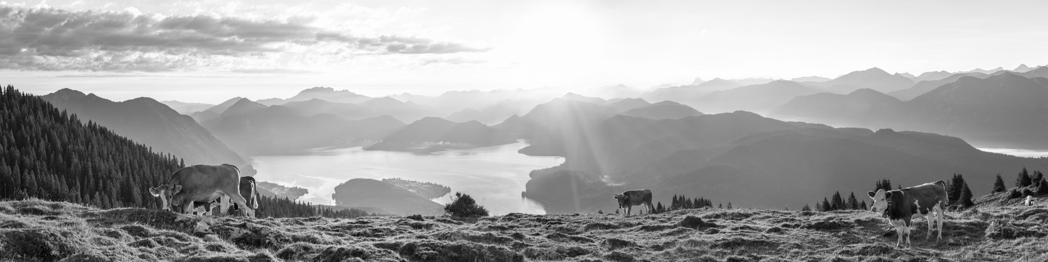 Sonnenaufgang Walchensee - Kälber mit Bergsilhouetten schwarz-weiß. Erstes Sonnenlicht am Simetsberg - Morgenidylle mit Blick auf den Walchensee, Herzogstand, Jochberg, Benediktenwand,