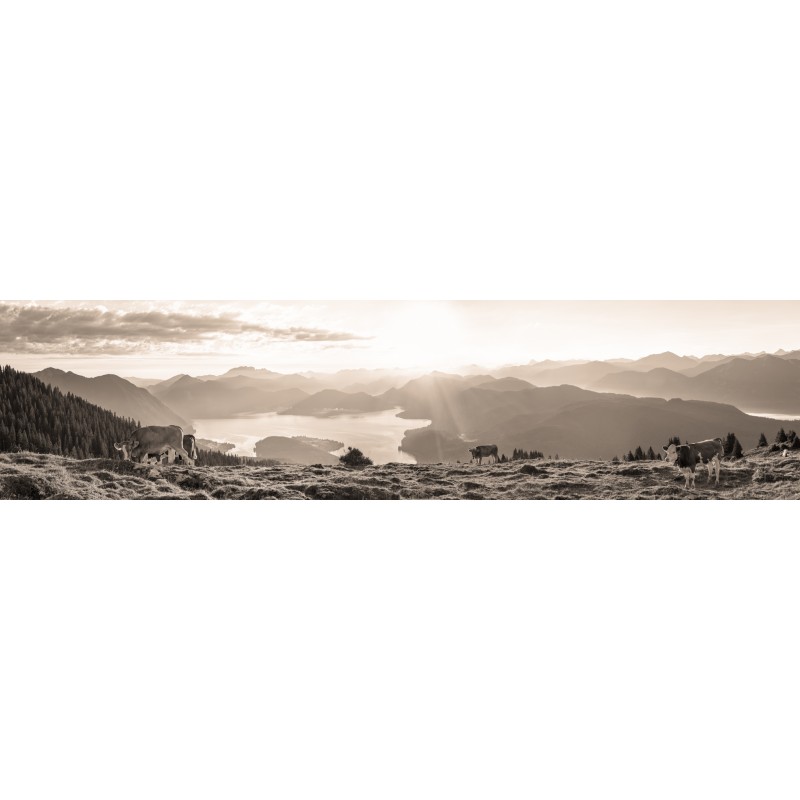 Sonnenaufgang Walchensee - Kälber mit Bergsilhouetten sepia