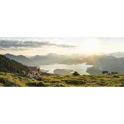 Walchensee - Kälber mit Bergsilhouetten