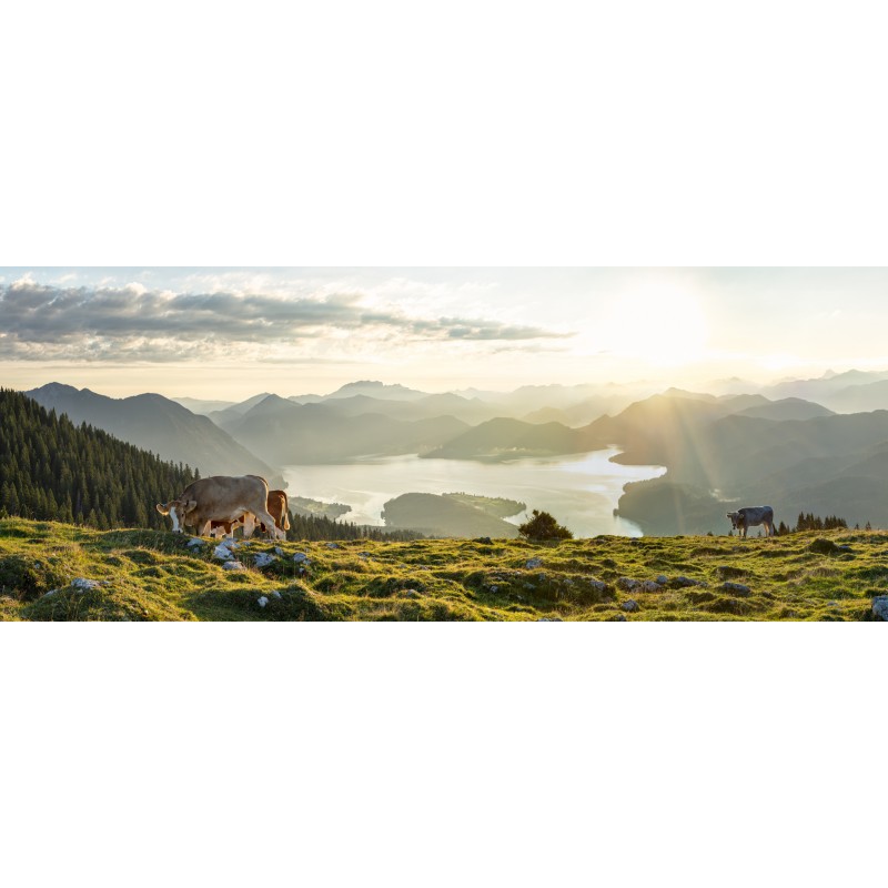 Walchensee - Kälber mit Bergsilhouetten