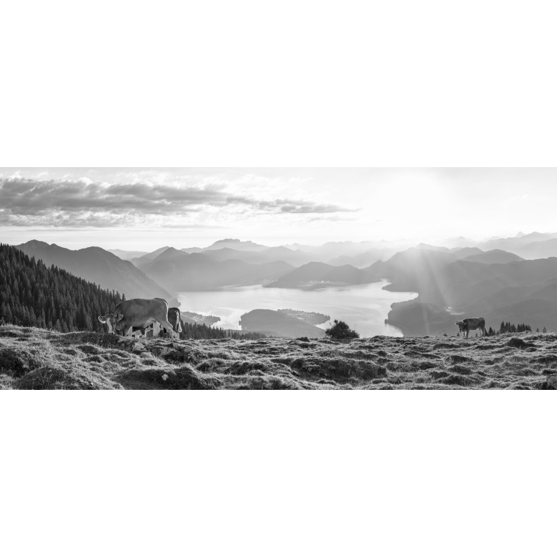 Walchensee - Kälber mit Bergsilhouetten sw