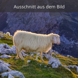 weißes Bergschaf am Frauenalpl