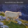 weißes Bergschaf am Frauenalpl