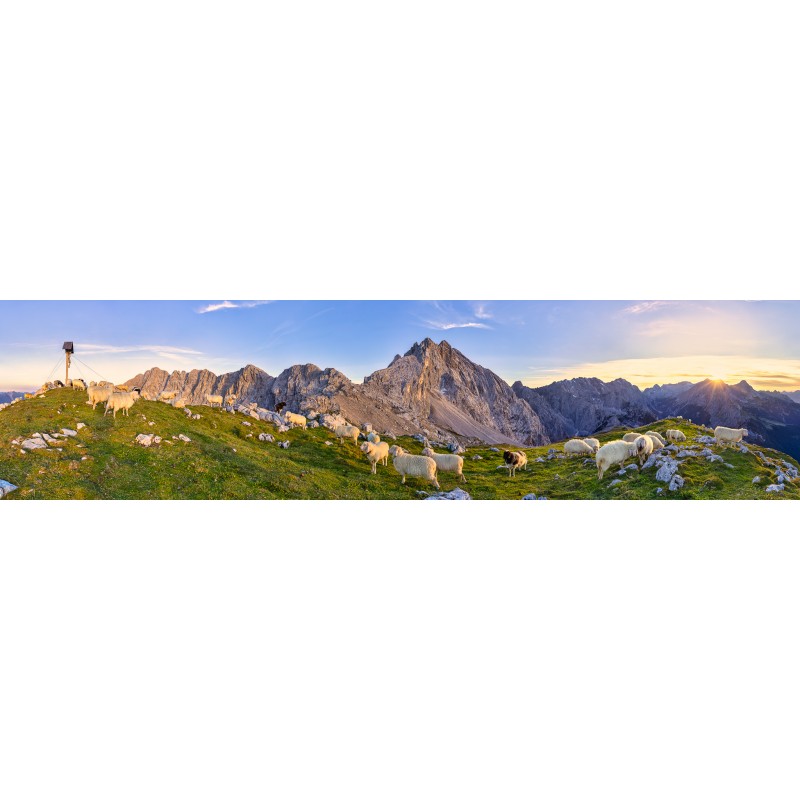 Frauenalplspitz - Schafe 4:1