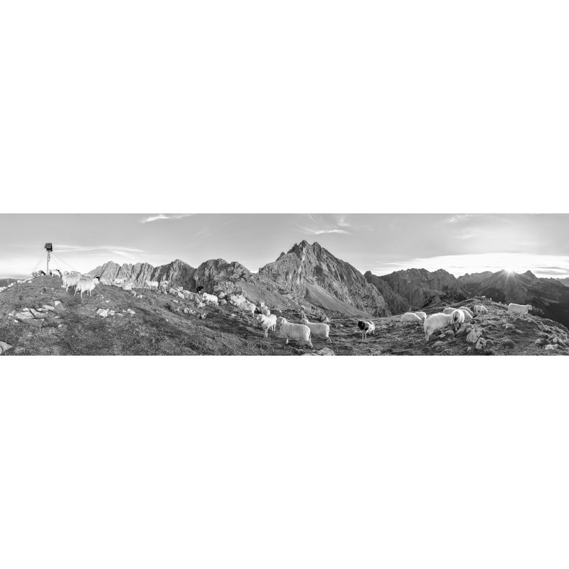 Frauenalplspitz - Schafe 4:1 sw