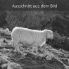Bergschaf