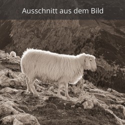 Bergschaf weiß