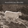 Bergschaf weiß