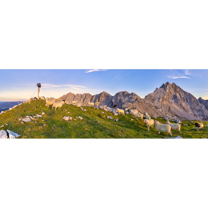 Schafe Frauenalplspitz - Partenkirchener Dreitorspitze