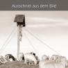 Schafe Frauenalplspitz sepia