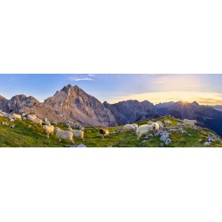 Schafe- Partenkirchener Dreitorspitze - Zugspitze