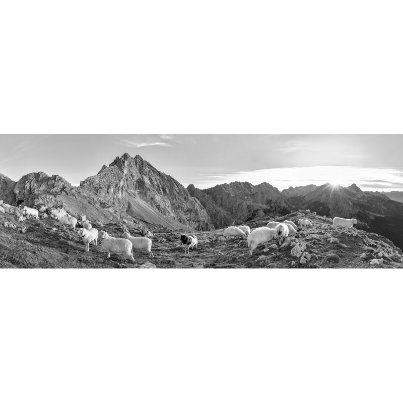 Schafe - Partenkirchener Dreitorspitze - Zugspitze sw