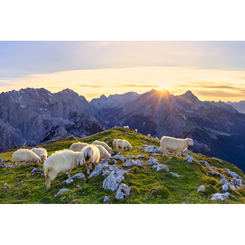 Schafe mit Zugspitze