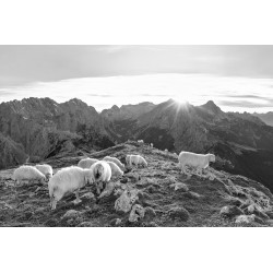 Schafe mit Zugspitze sw