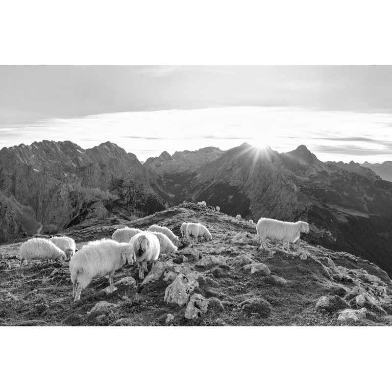Schafe mit Zugspitze sw