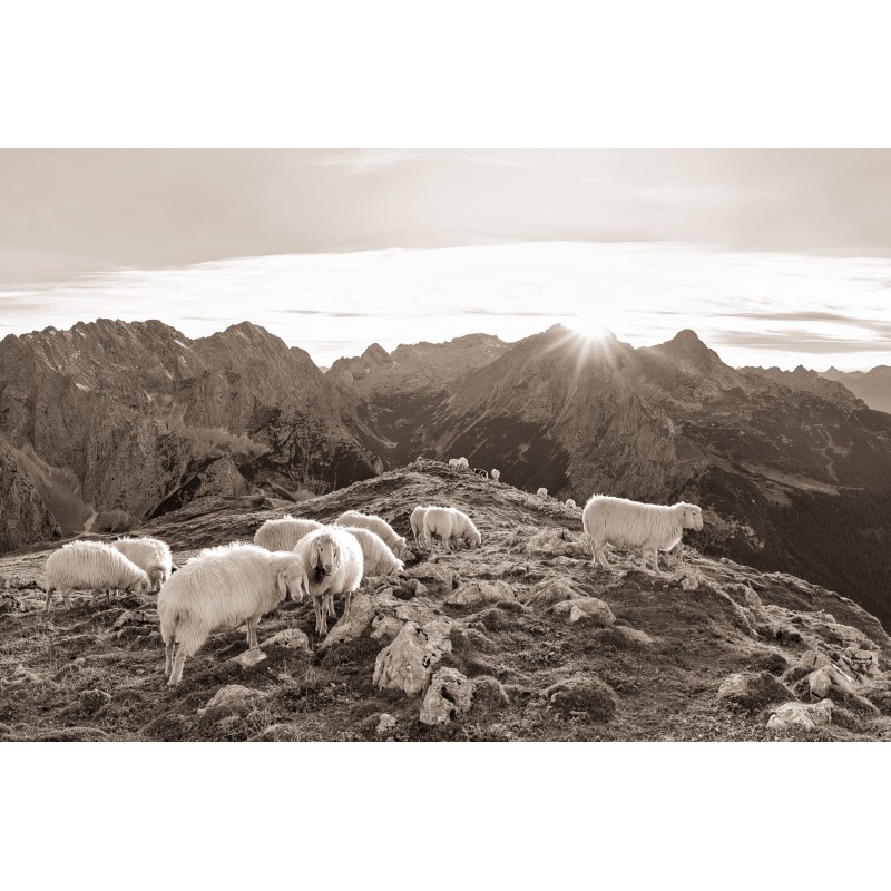 Schafe mit Zugspitze - sepia