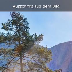 Kiefer im Gegenlicht