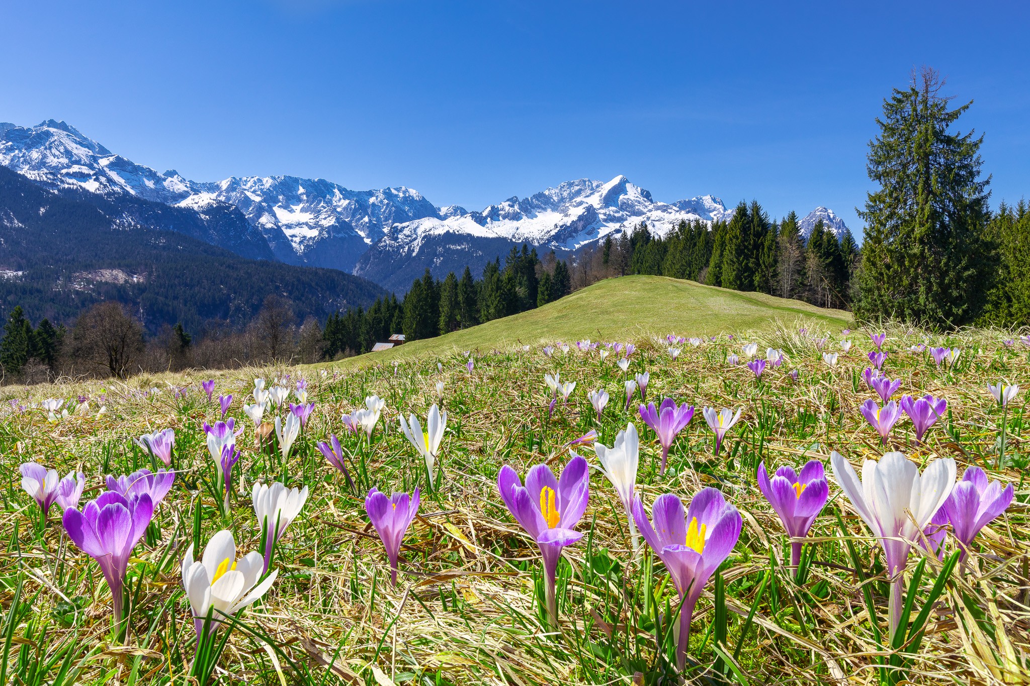 Wettersteingebirge und zum Estergebirge. Auf den Bergwiesen wachsen im Frühling Massen an Krokussen. Leicht zu erreichen mit der Eckbauer-Bahn. Alpen