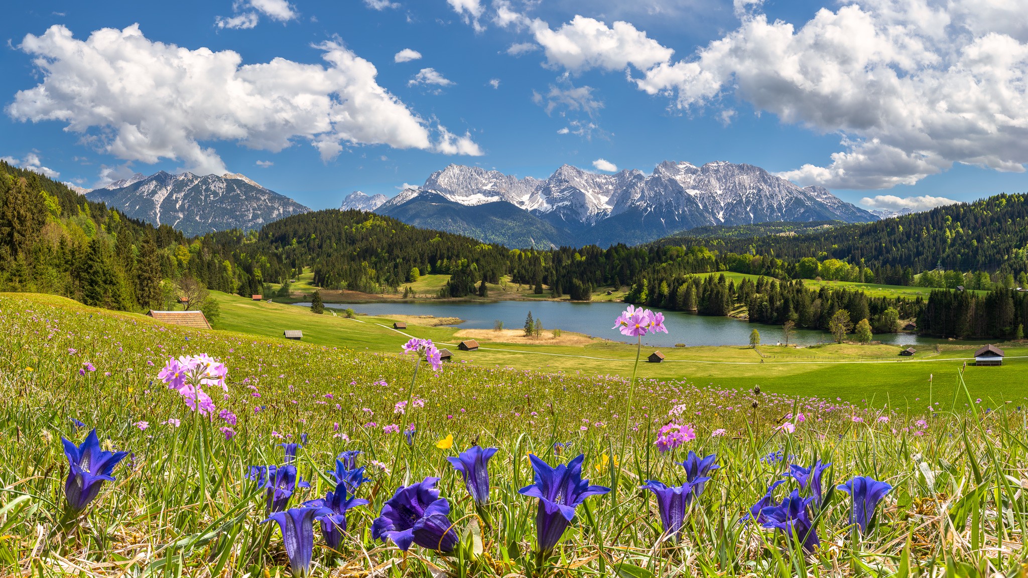 Mehlprimeln und Enziane - Im Frühjahr sind die Wiesen am Geroldsee übersäht mit den Frühlingsblumen. Die weißen Berge bieten einen optimalen Farbkontrast.