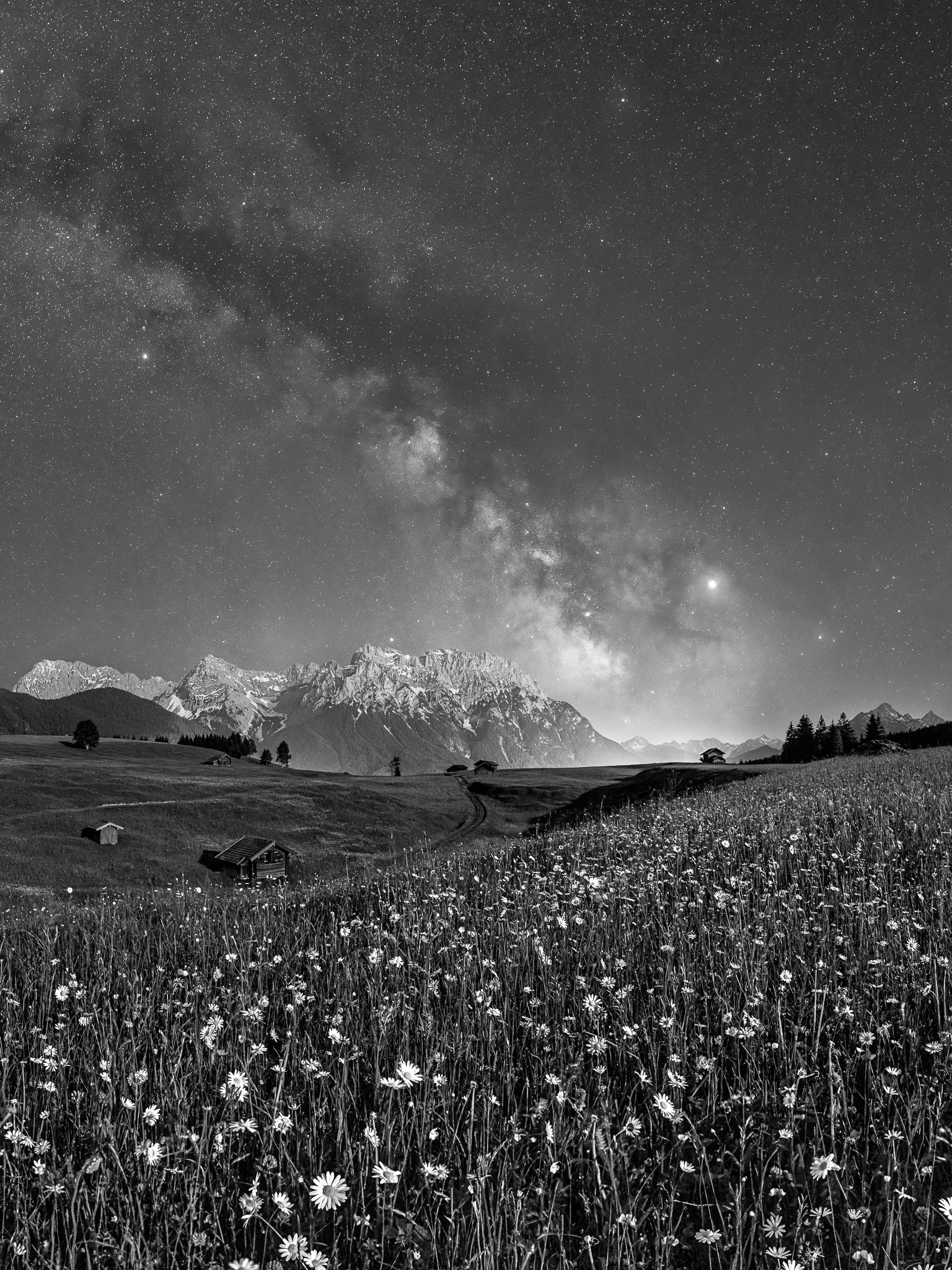 Schwarz weiß - Margeriten auf den Buckelwiesen bei Mittenwald bei Nacht. Der untergehende Mond leuchtet noch die Blumenwiese und die Berge an.
