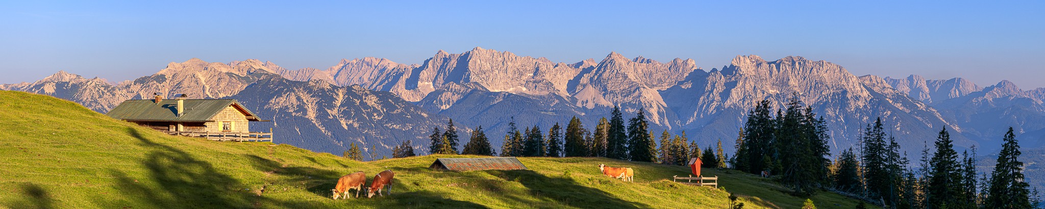 Die Kälber grasen entspannt auf der Almwiese. Der Panoramablick ins Karwendelgbirge fasziniert dann wohl doch mehr den Wanderer.